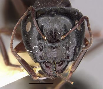 Media type: image;   Entomology 21521 Aspect: head frontal view